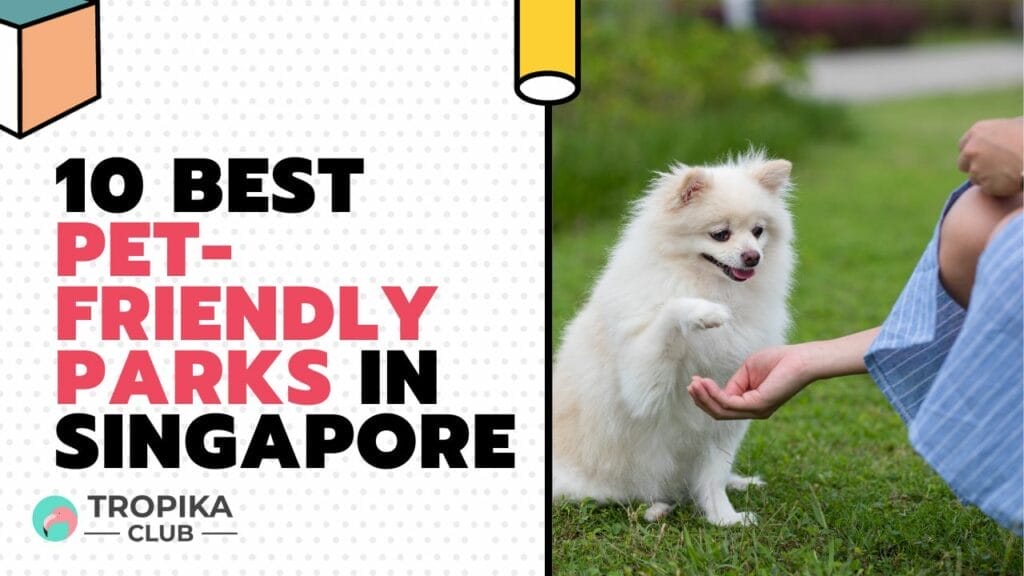 10 Best Pet-Friendly Parks in Singapore