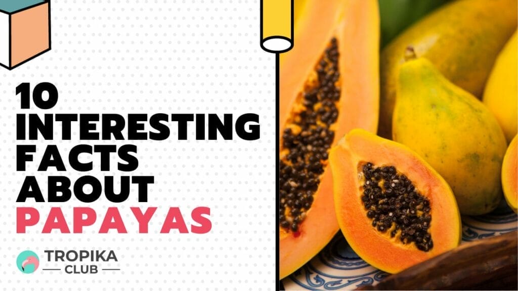 Interesting Facts about Papayas