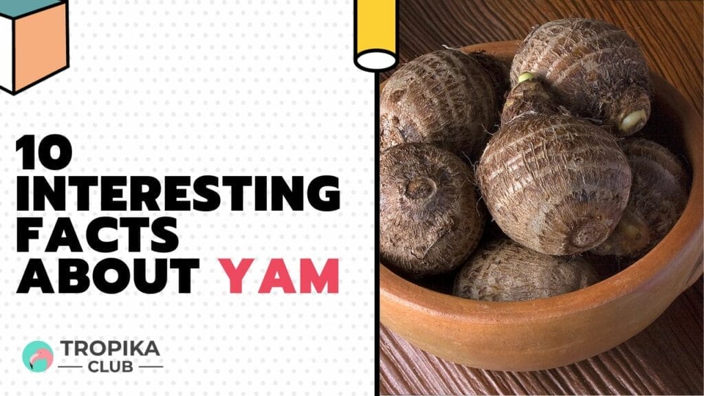 Interesting Facts about Yam