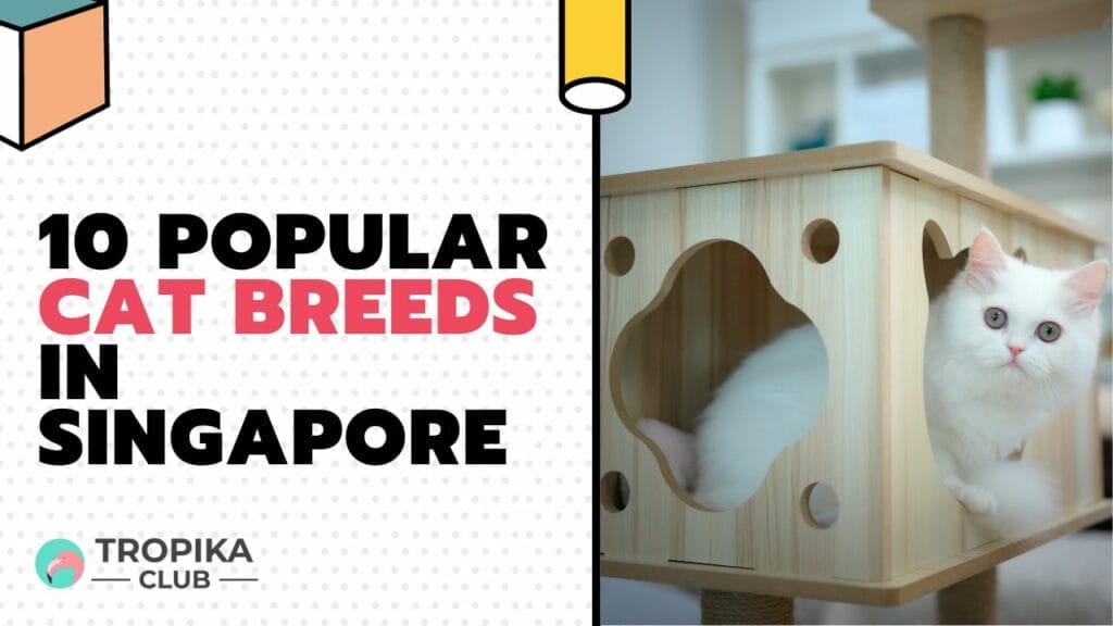 Popular Cat Breeds in Singapore