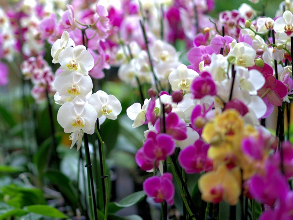 10 Best Orchids To Grow In Singapore