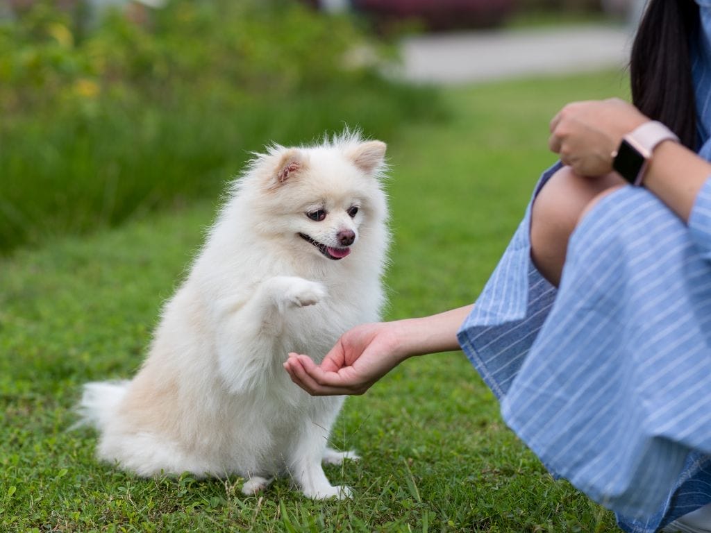 10 Best Pet-Friendly Parks in Singapore