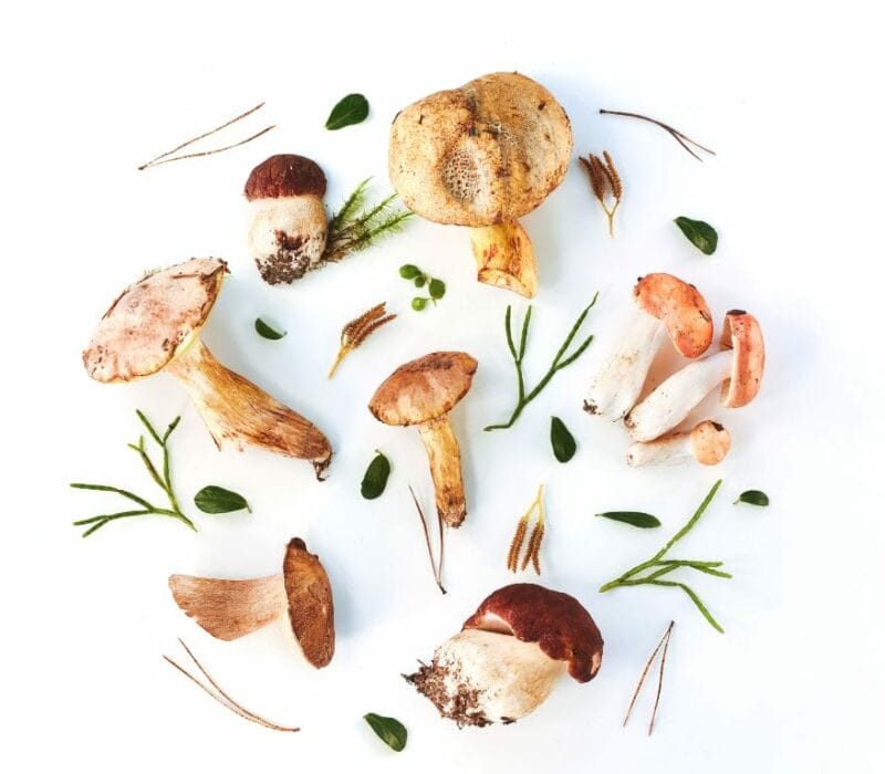 10 Kinds of Mushrooms You can Eat in Singapore