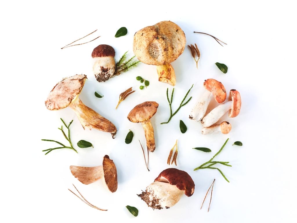 10 Kinds of Mushrooms You can Eat in Singapore