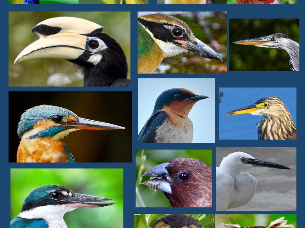 10 Local Birds in Singapore You May Not Know