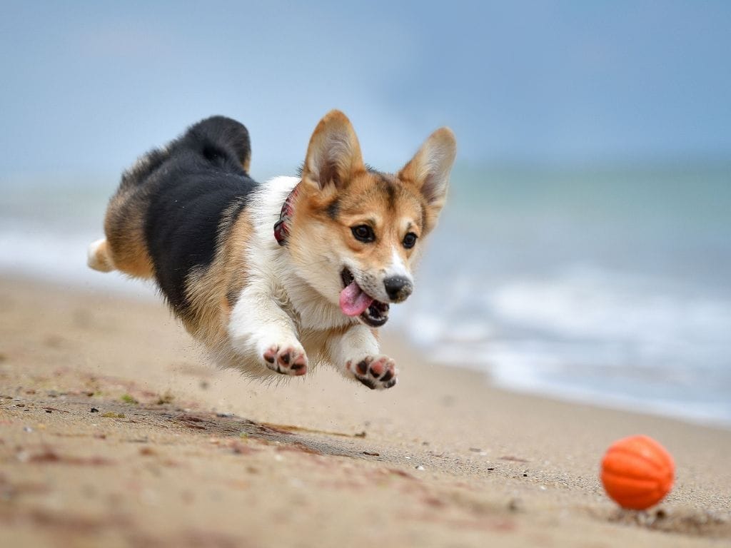 10 Best Pet-Friendly Beaches in Singapore