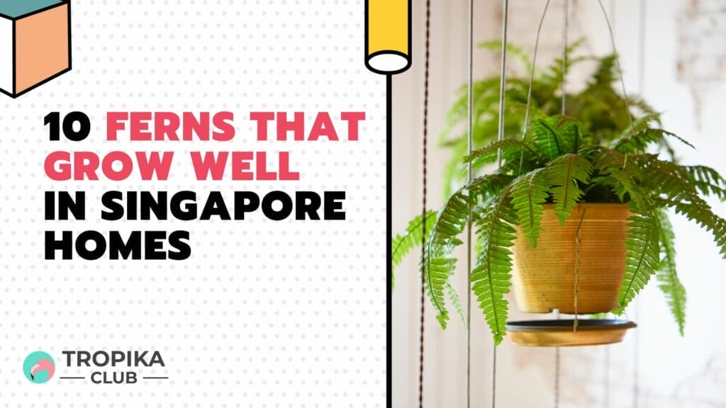 10 Ferns That Grow Well in Singapore Homes 