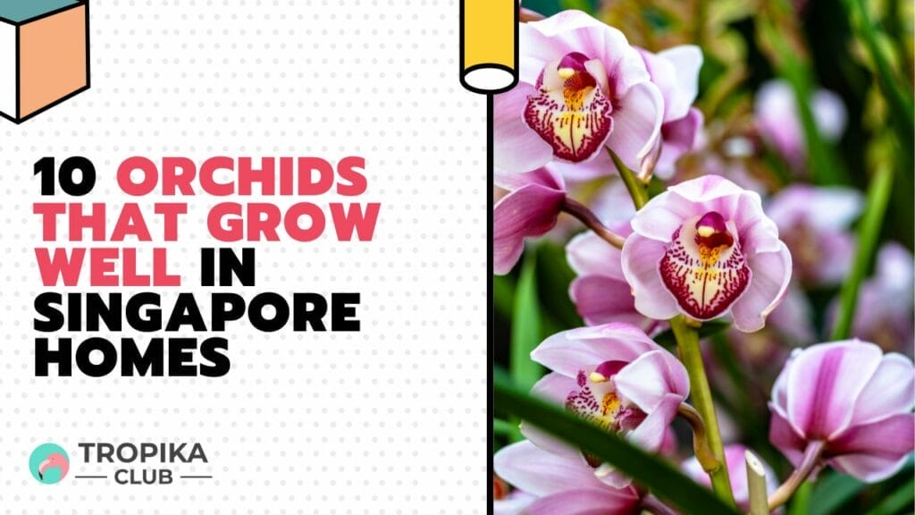 10 Orchids That Grow Well in Singapore Homes