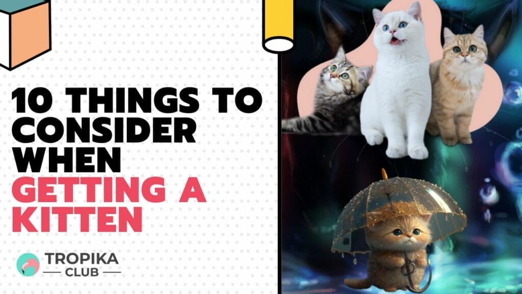 10 Things to Consider When Getting a Kitten