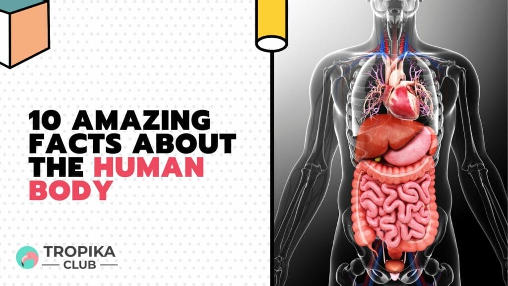 Amazing Facts About the Human Body