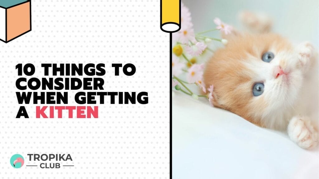 Things to Consider When Getting a Kitten 