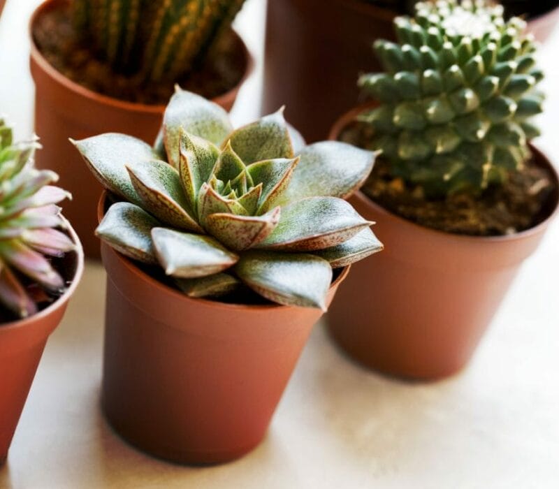 10 Cacti That Grow Well in Singapore Homes