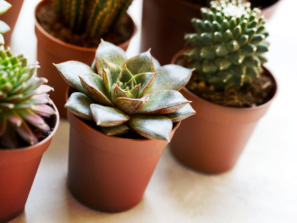 10 Cacti That Grow Well in Singapore Homes