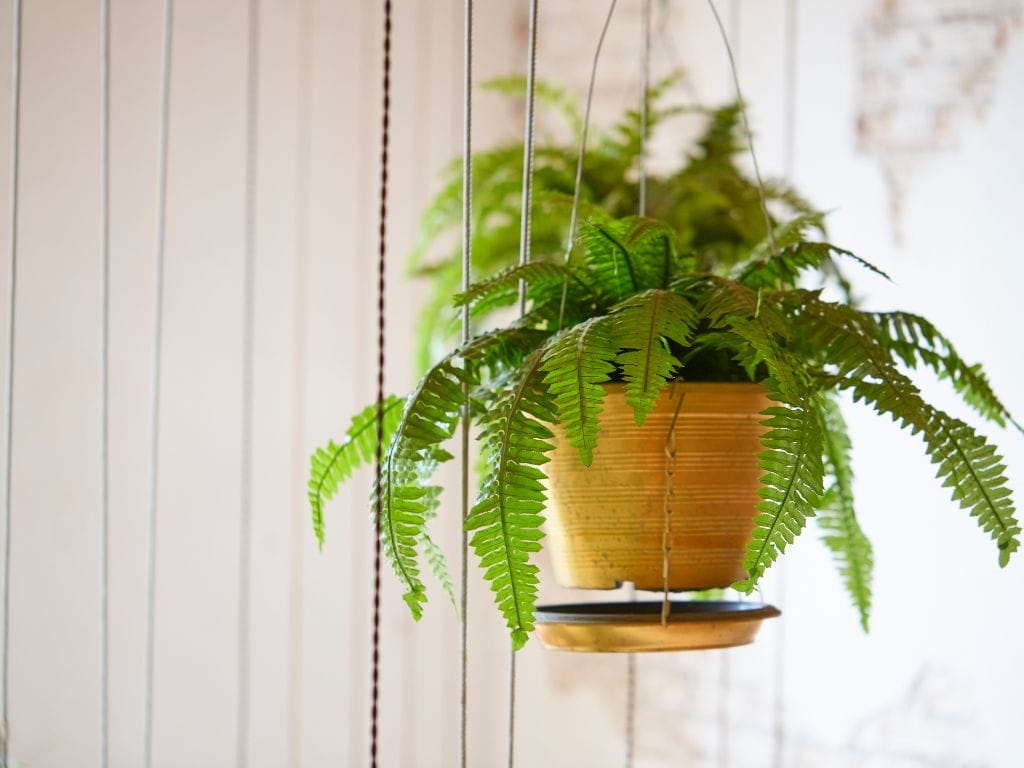 10 Ferns That Grow Well in Singapore Homes