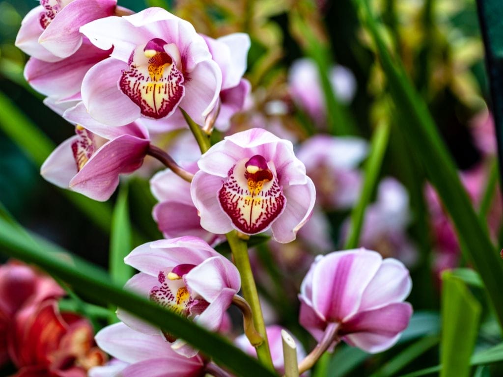 10 Orchids That Grow Well in Singapore Homes