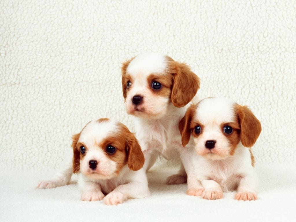 10 Things to Consider When Getting a Puppy