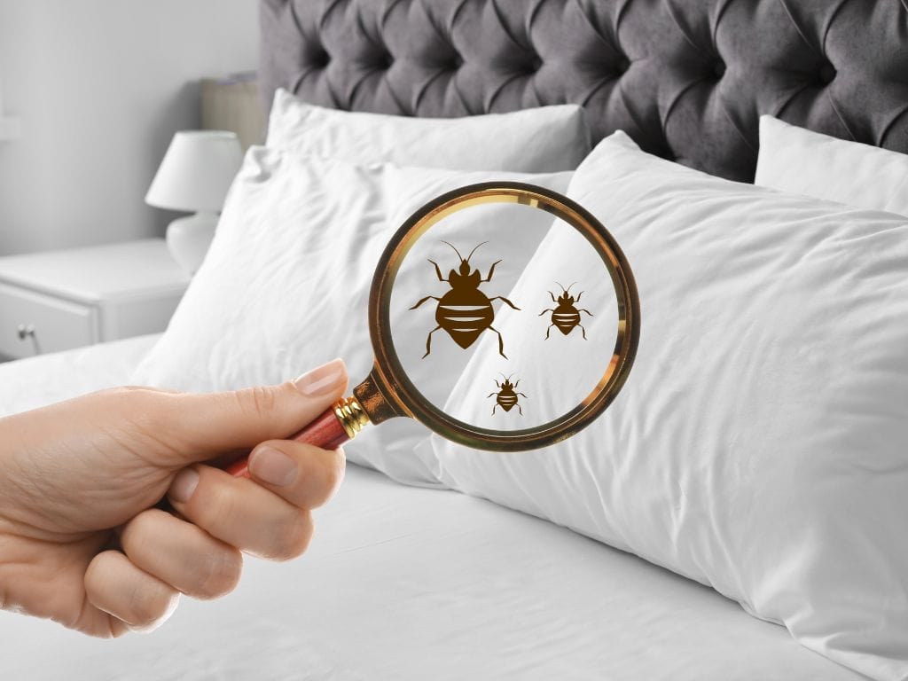10 Ways to Detect Bed Bugs in a Hotel Room