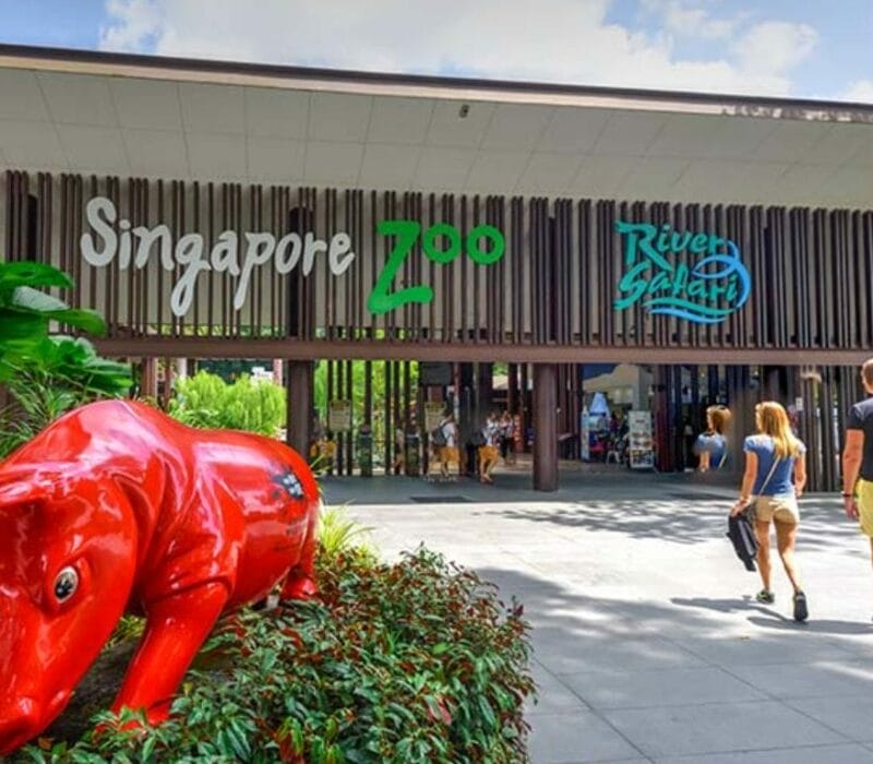 10 Wild Facts about Singapore Zoo - Staycation in the Wild