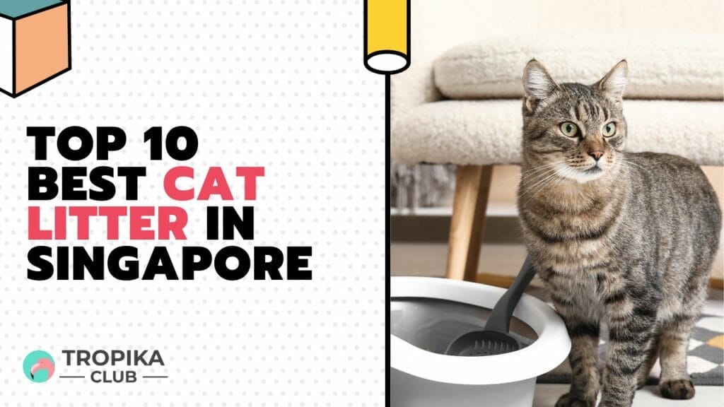 Top 10 Best Cat Litter in Singapore