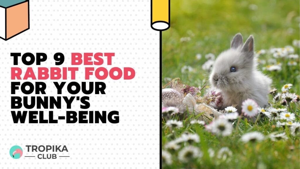 Top 9 Best Rabbit Food for Your Bunny's Well-Being