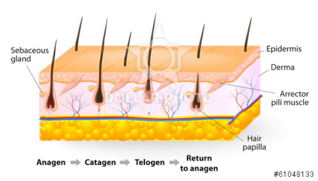 The Role of Hair Growth Cycles in Laser Hair Removal