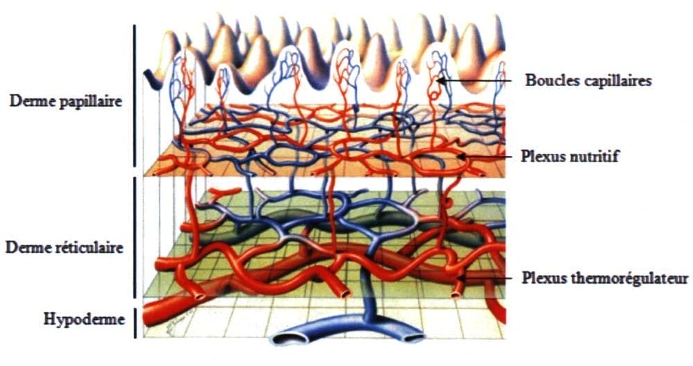 Microvascularisation and Erythema Reduction