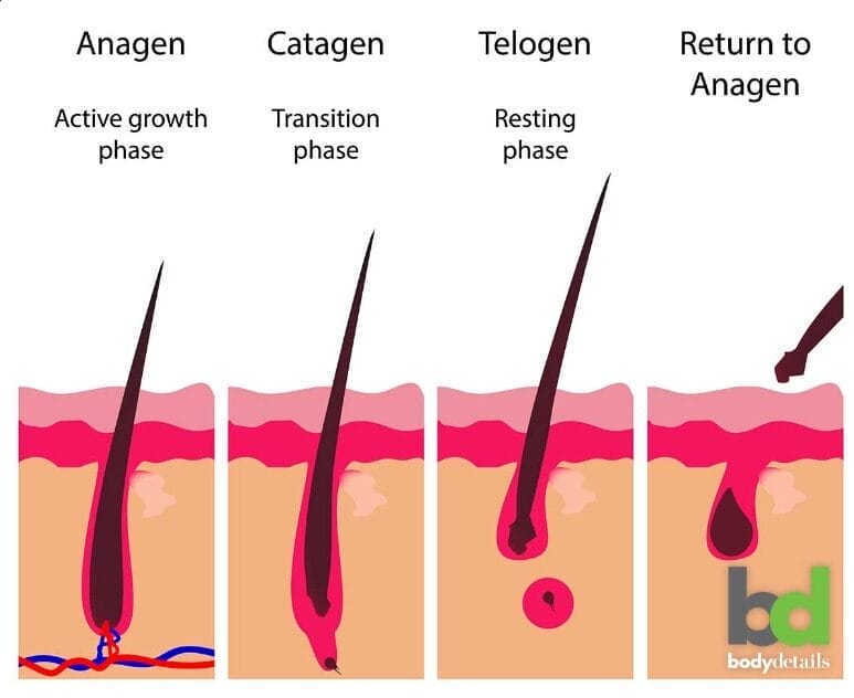 Understanding Hair Growth Cycles